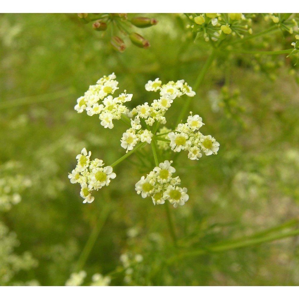 chaerophyllum bulbosum l. subsp. bulbosum