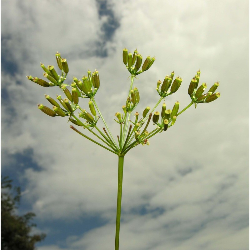 chaerophyllum bulbosum l. subsp. bulbosum