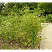 chaerophyllum bulbosum l. subsp. bulbosum