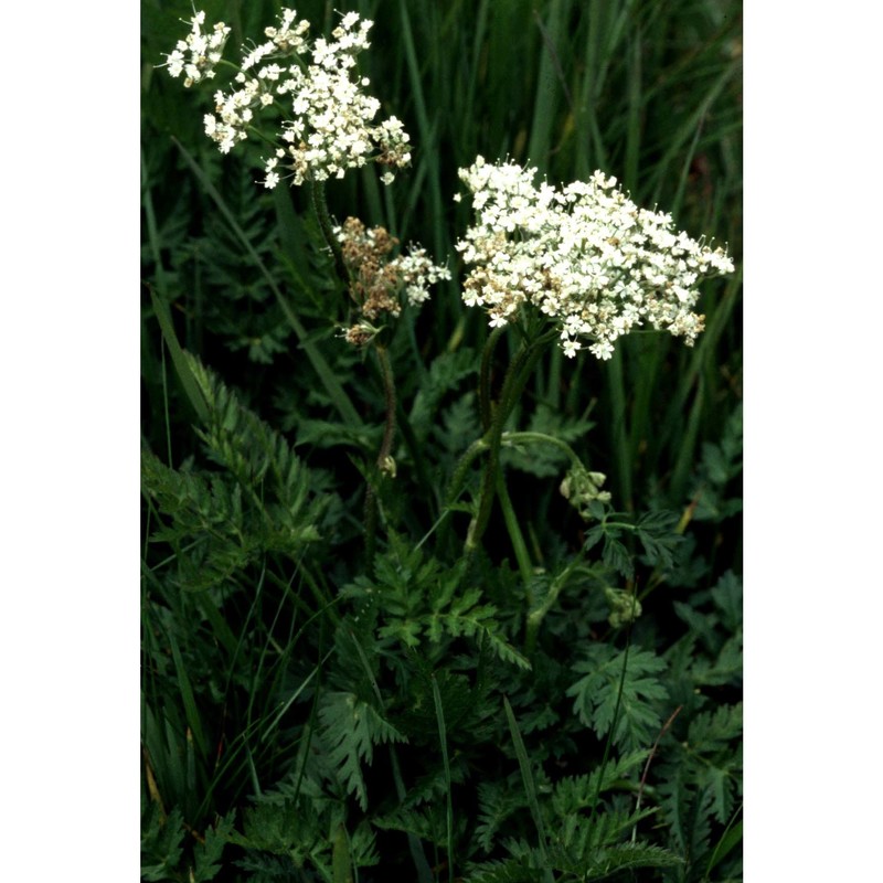 chaerophyllum elegans gaudin