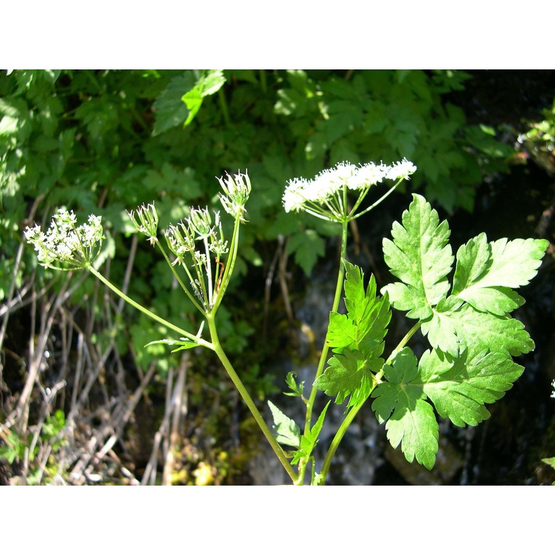 chaerophyllum hirsutum l.