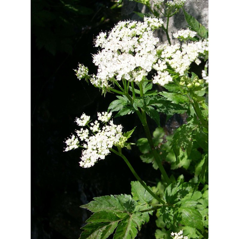 chaerophyllum hirsutum l.