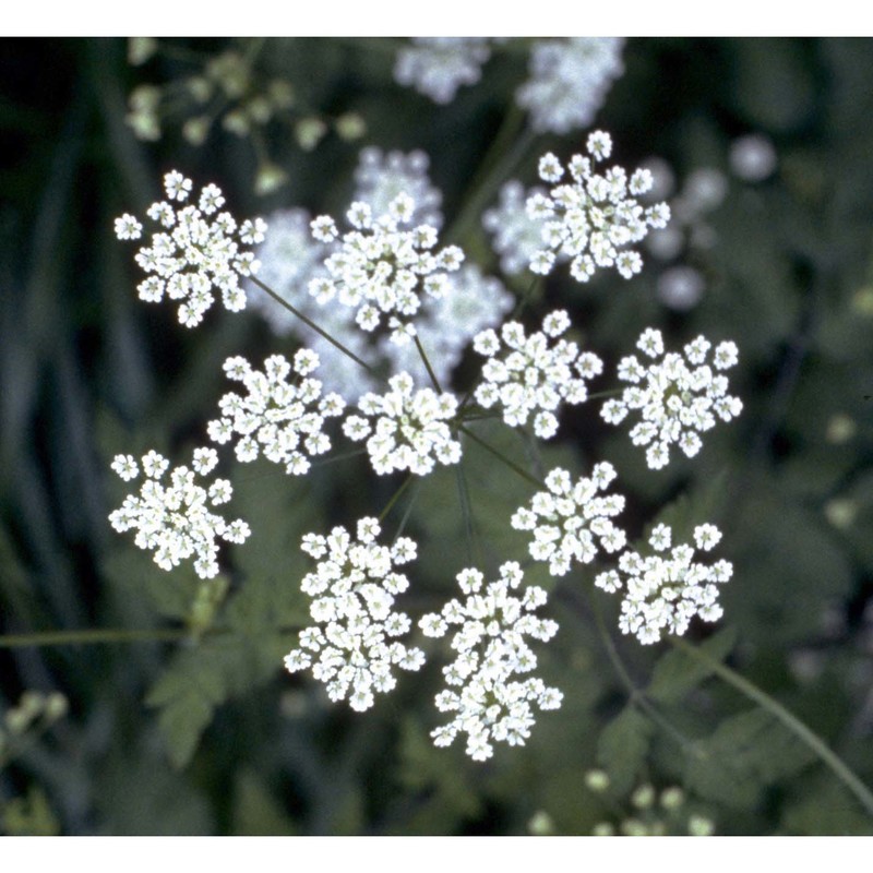 chaerophyllum temulum l.