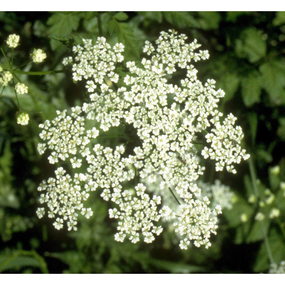 chaerophyllum temulum l.