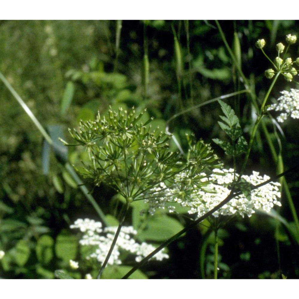 chaerophyllum temulum l.