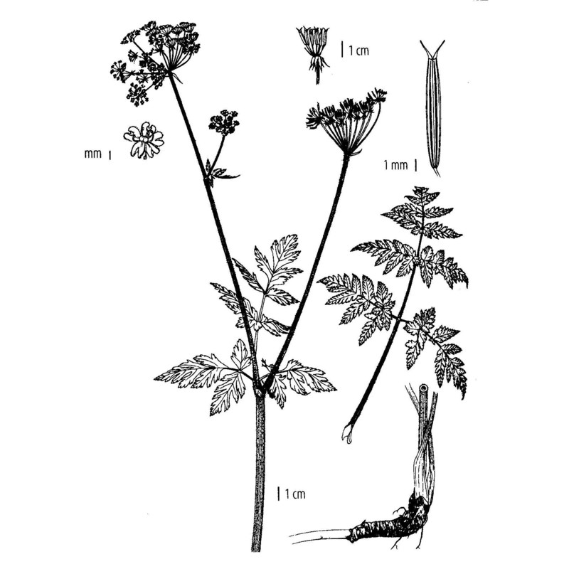 chaerophyllum villarsii w. d. j. koch