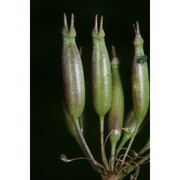 chaerophyllum villarsii w. d. j. koch