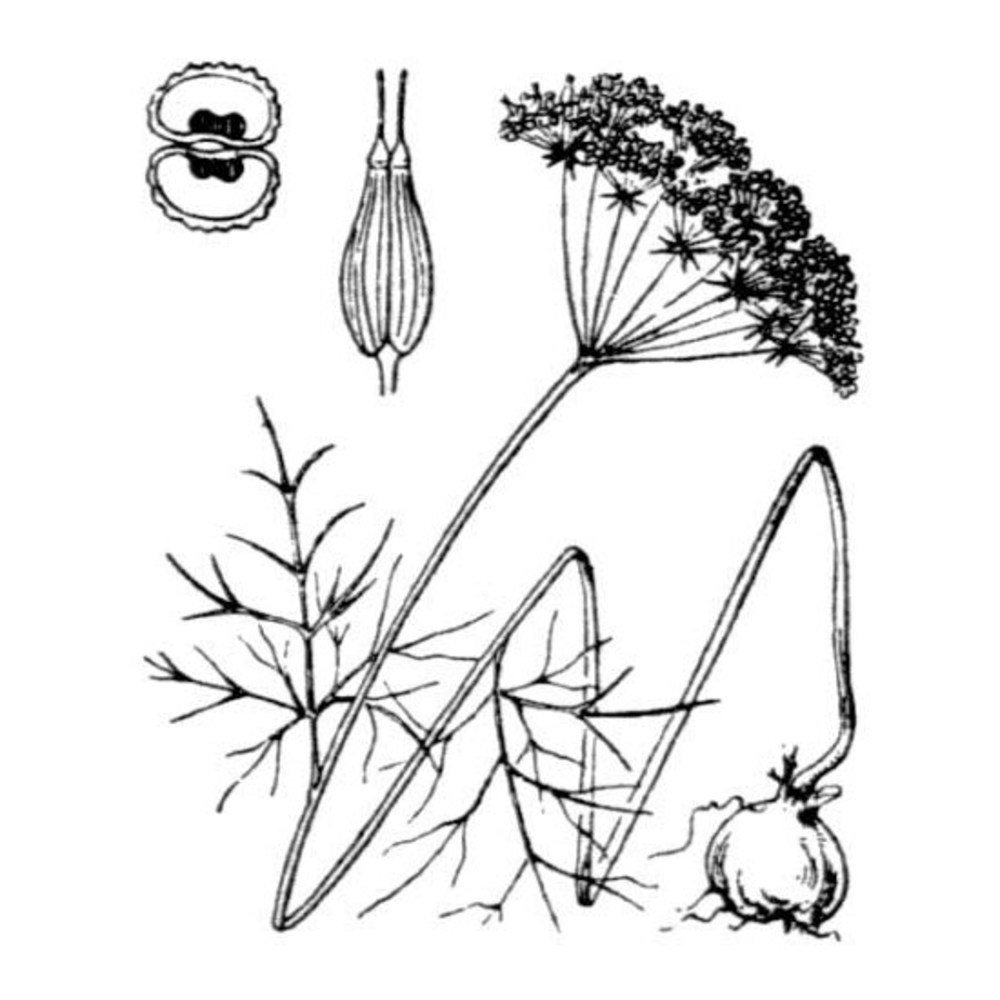 conopodium majus (gouan) loret subsp. majus