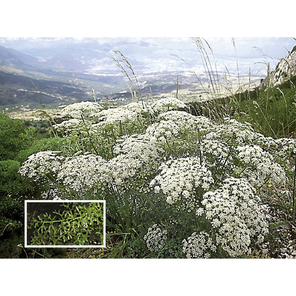 coristospermum cuneifolium (guss.) bertol.