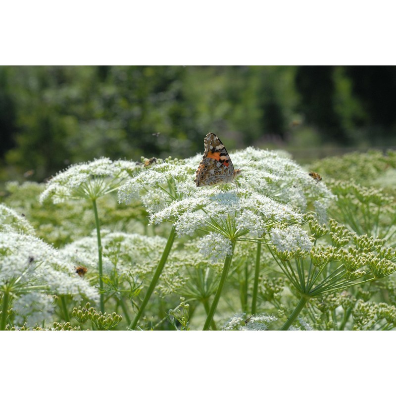 coristospermum cuneifolium (guss.) bertol.