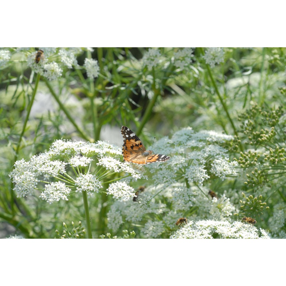 coristospermum cuneifolium (guss.) bertol.