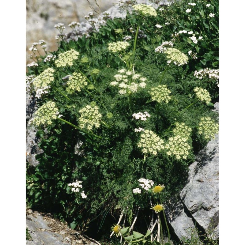 coristospermum ferulaceum (all.) reduron, charpin et pimenov