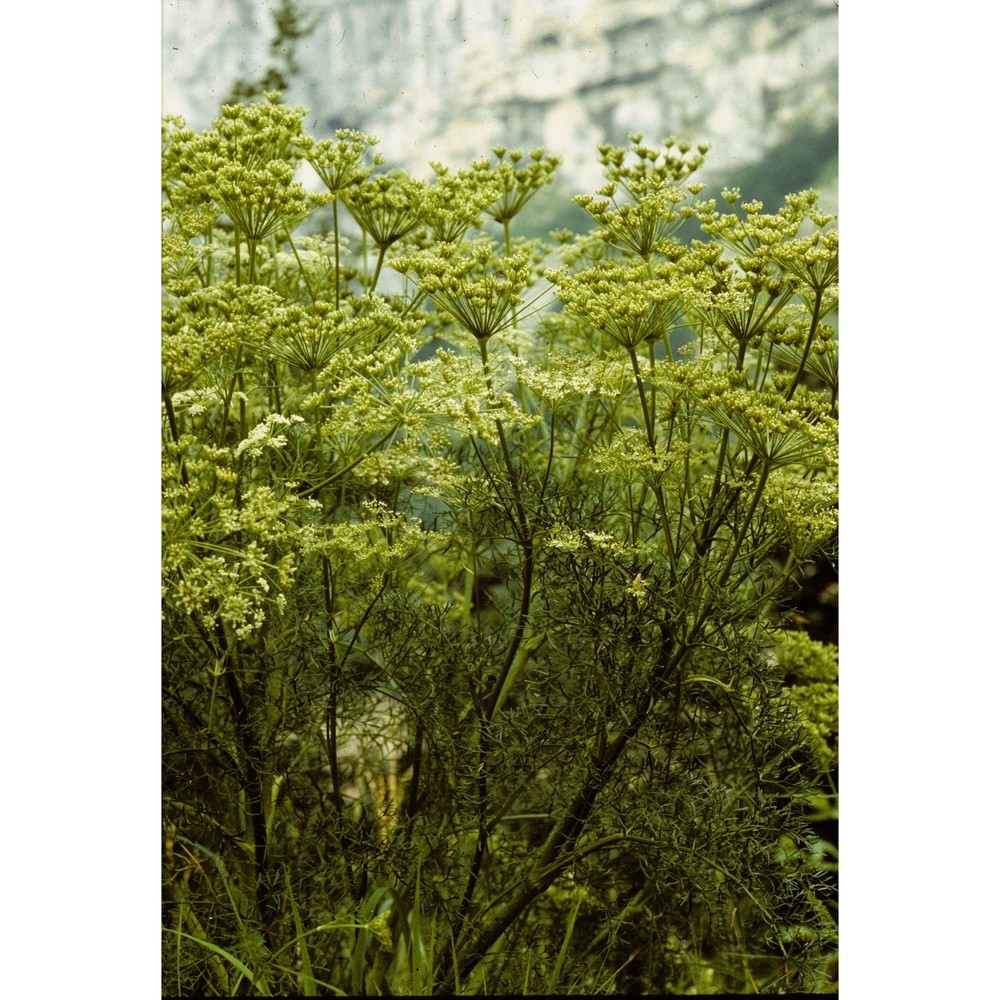 coristospermum seguieri (jacq.) banfi, galasso et soldano