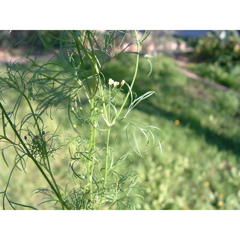 cyclospermum leptophyllum (pers.) sprague ex britton et p. wilson