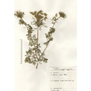 daucus aureus desf.