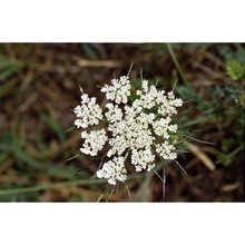 daucus guttatus sm.