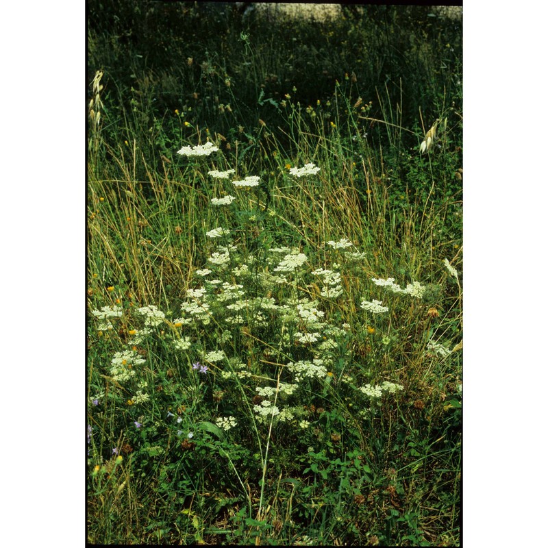 daucus guttatus sm.