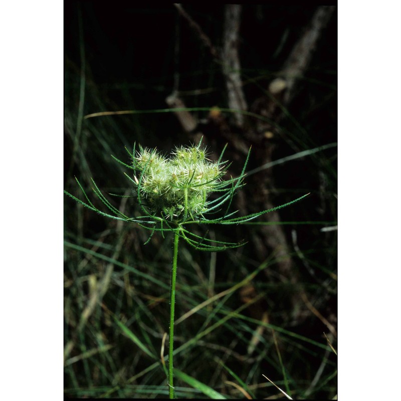 daucus guttatus sm.