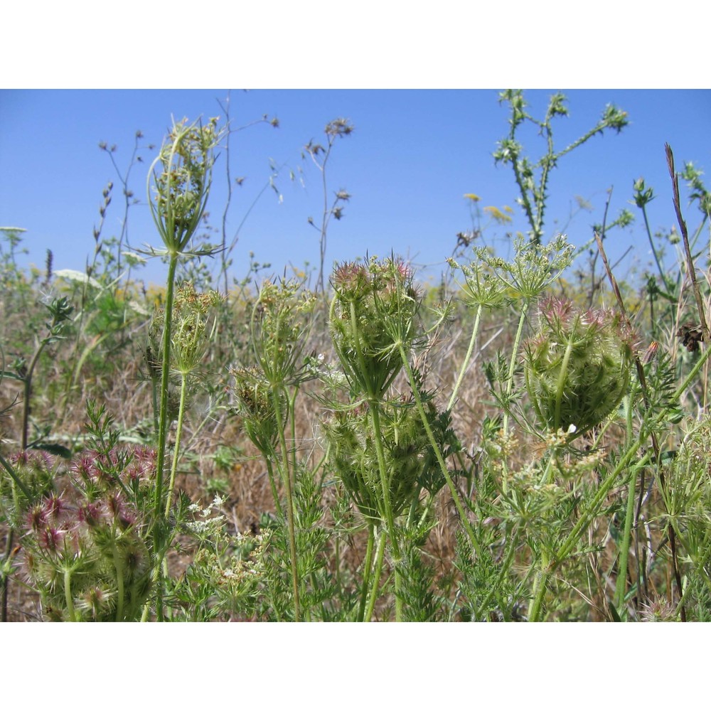 daucus muricatus (l.) l.