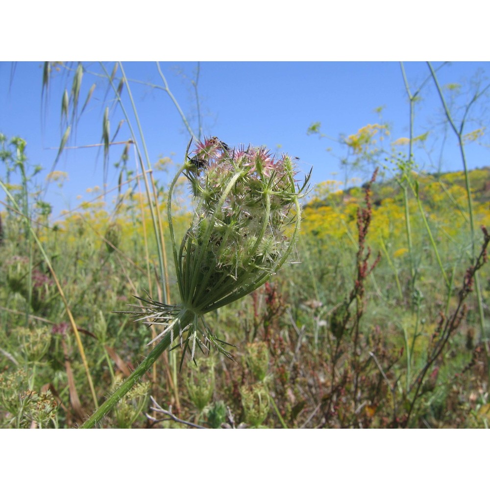 daucus muricatus (l.) l.