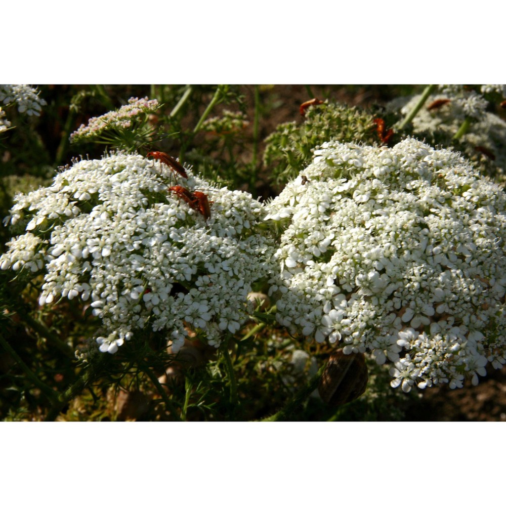 daucus muricatus (l.) l.