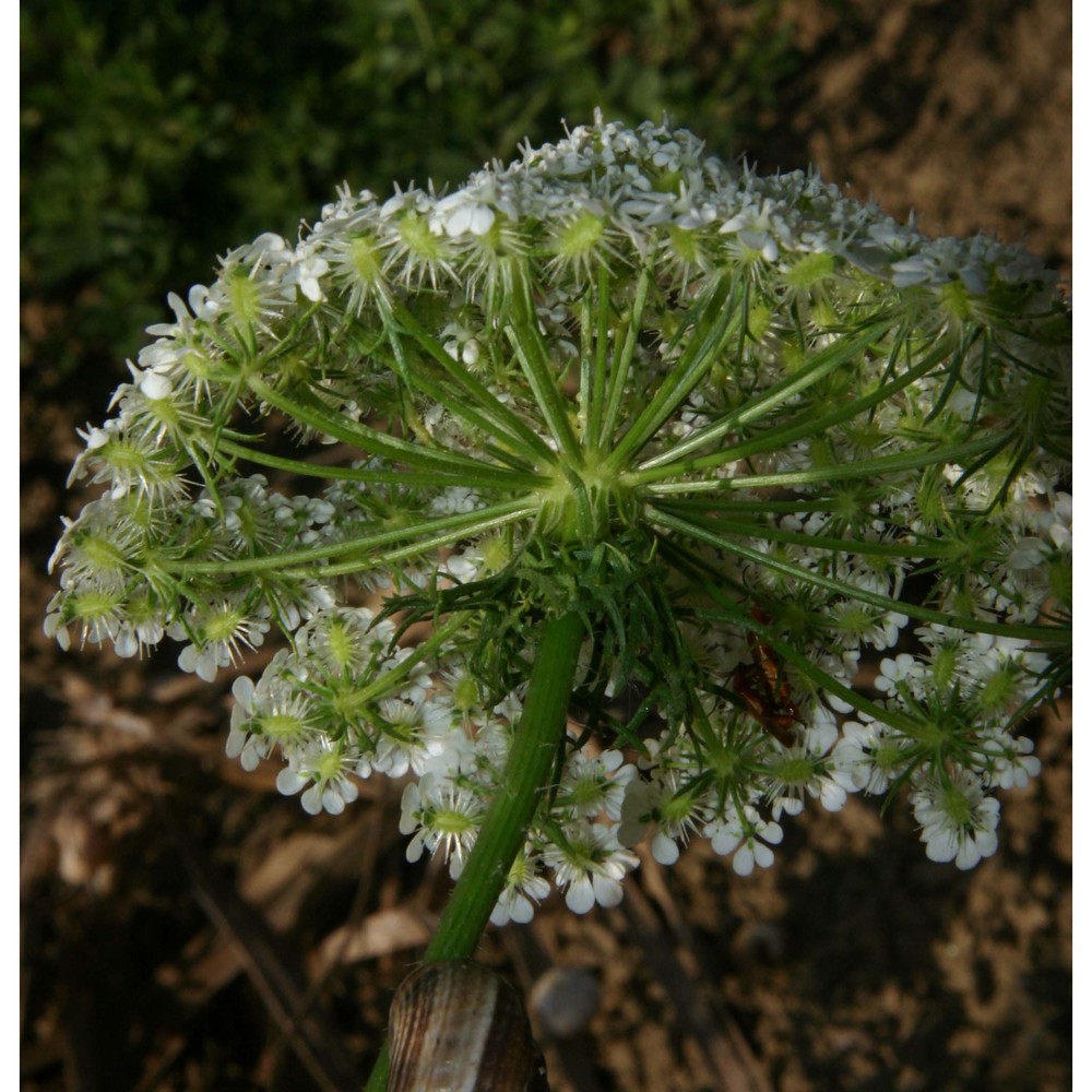 daucus muricatus (l.) l.