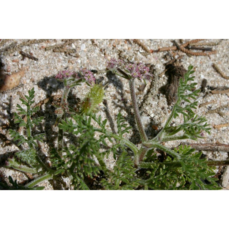 daucus pumilus (l.) hoffmanns. et link