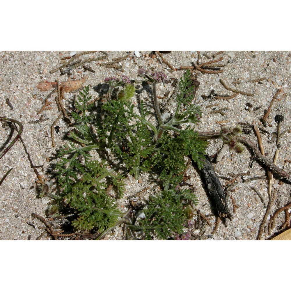 daucus pumilus (l.) hoffmanns. et link