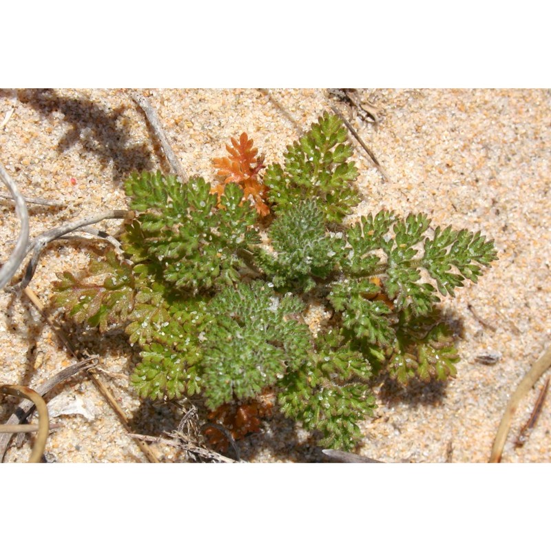 daucus pumilus (l.) hoffmanns. et link