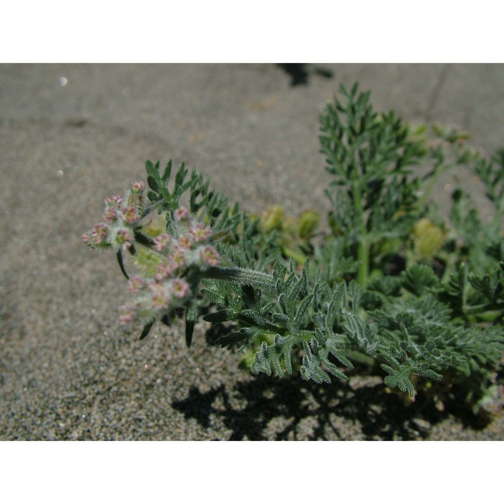 daucus pumilus (l.) hoffmanns. et link