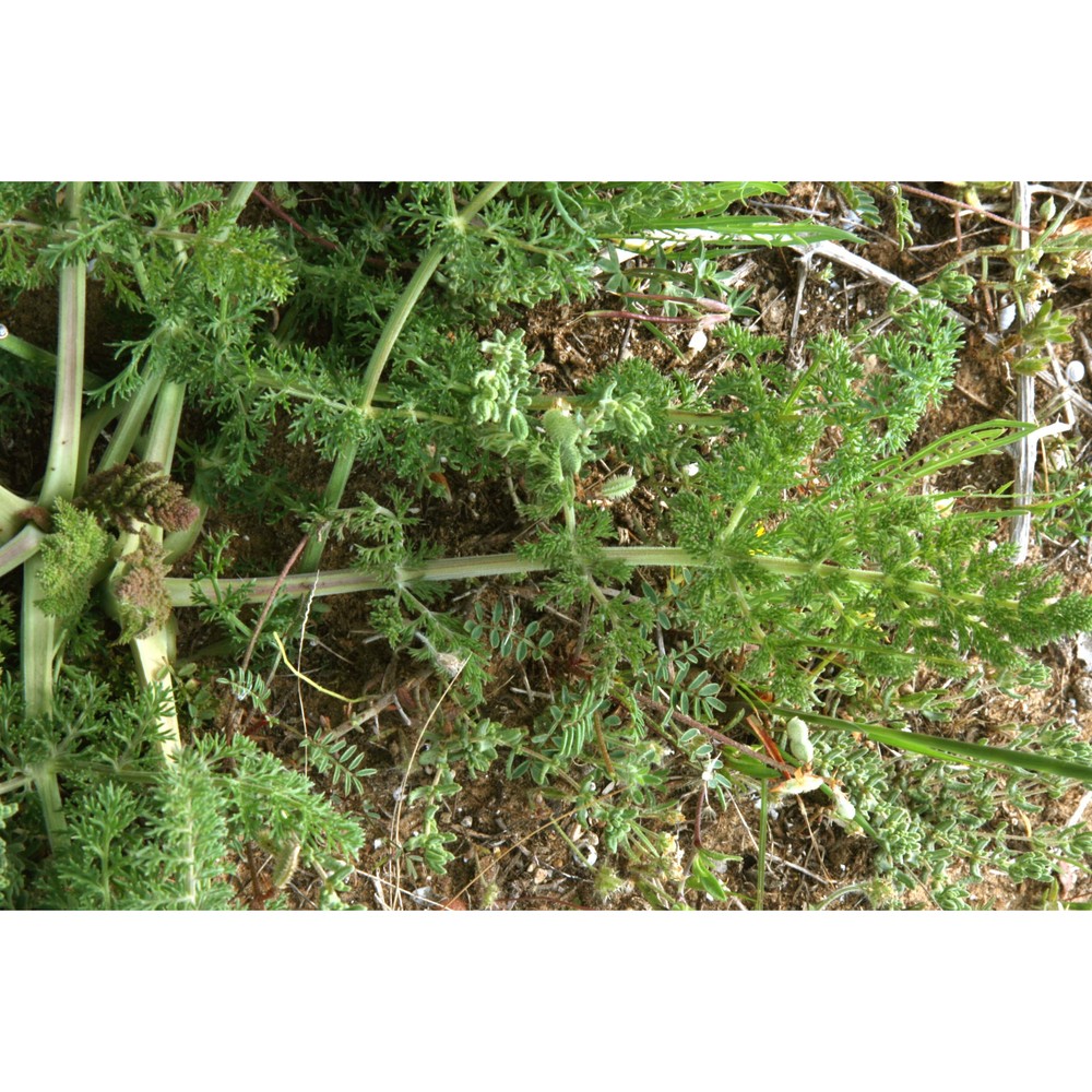 echinophora tenuifolia l. subsp. tenuifolia