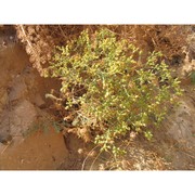 echinophora tenuifolia l. subsp. tenuifolia