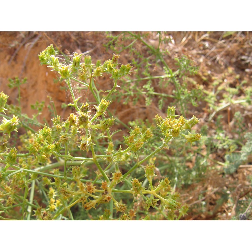 echinophora tenuifolia l. subsp. tenuifolia