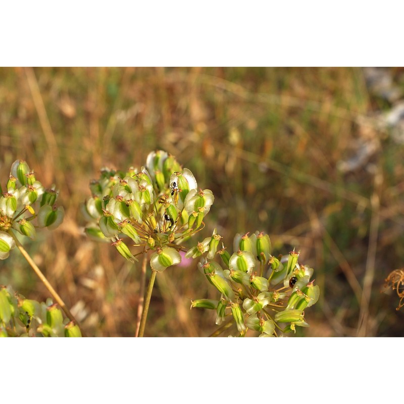 elaeoselinum asclepium (l.) bertol.