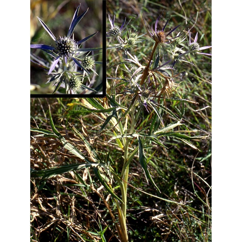 eryngium amethystinum l.