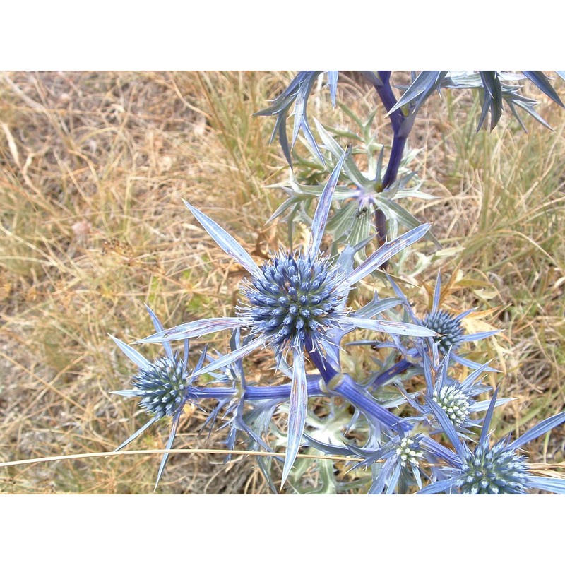 eryngium amethystinum l.