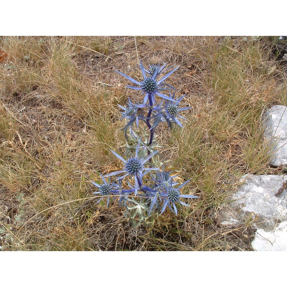 eryngium amethystinum l.