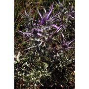 eryngium amethystinum l.