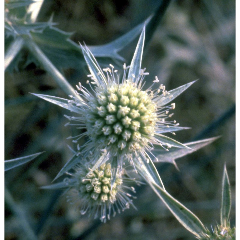 eryngium campestre l.