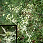 eryngium campestre l.