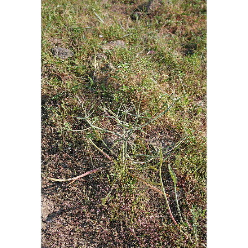 eryngium corniculatum lam.