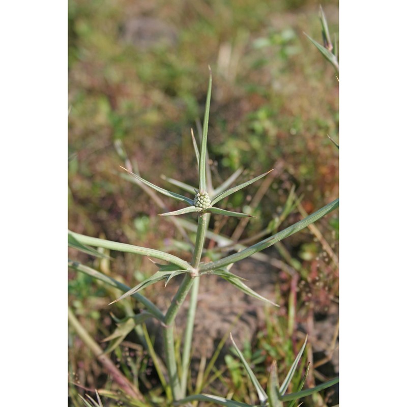 eryngium corniculatum lam.