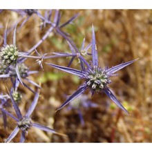 eryngium creticum lam.