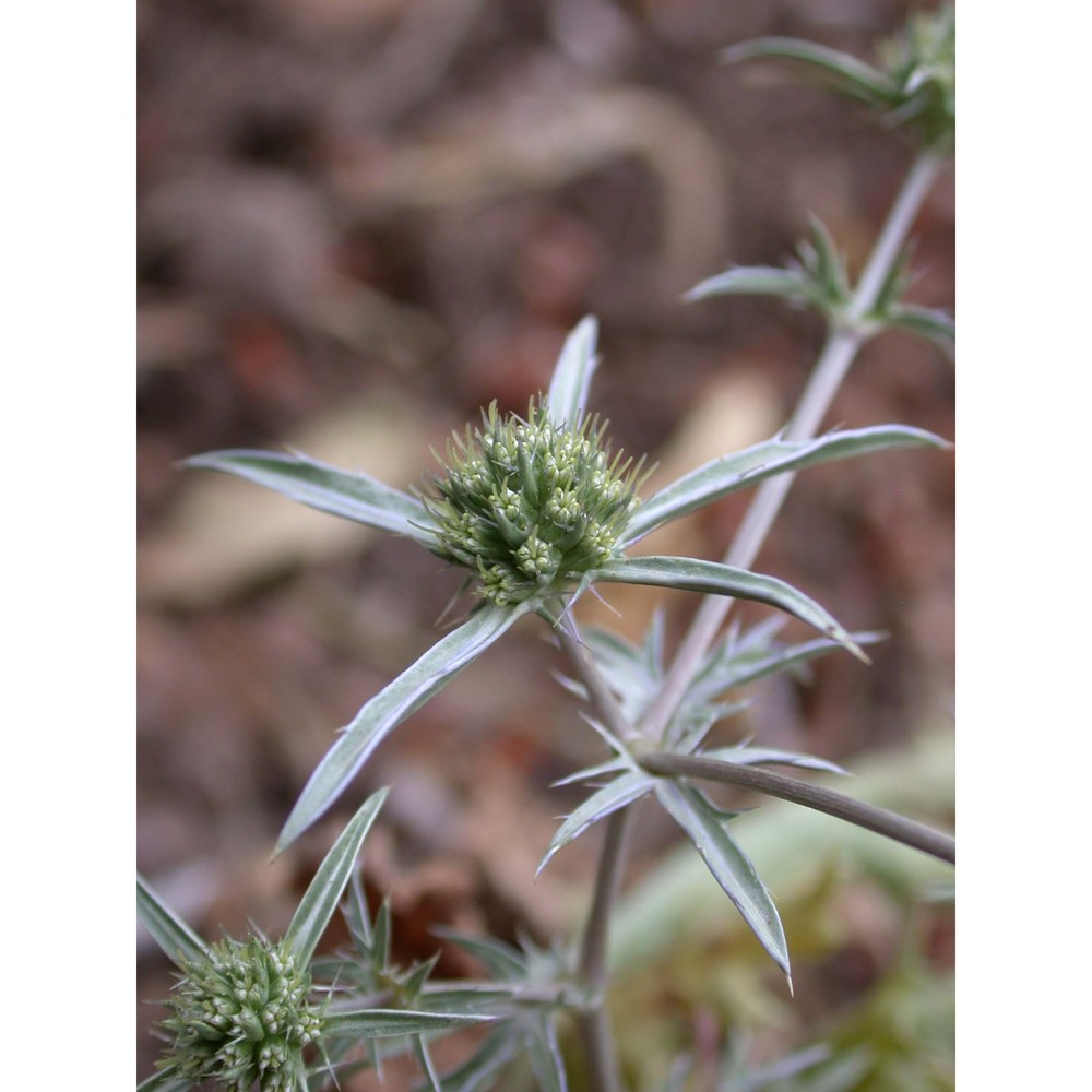 eryngium creticum lam.