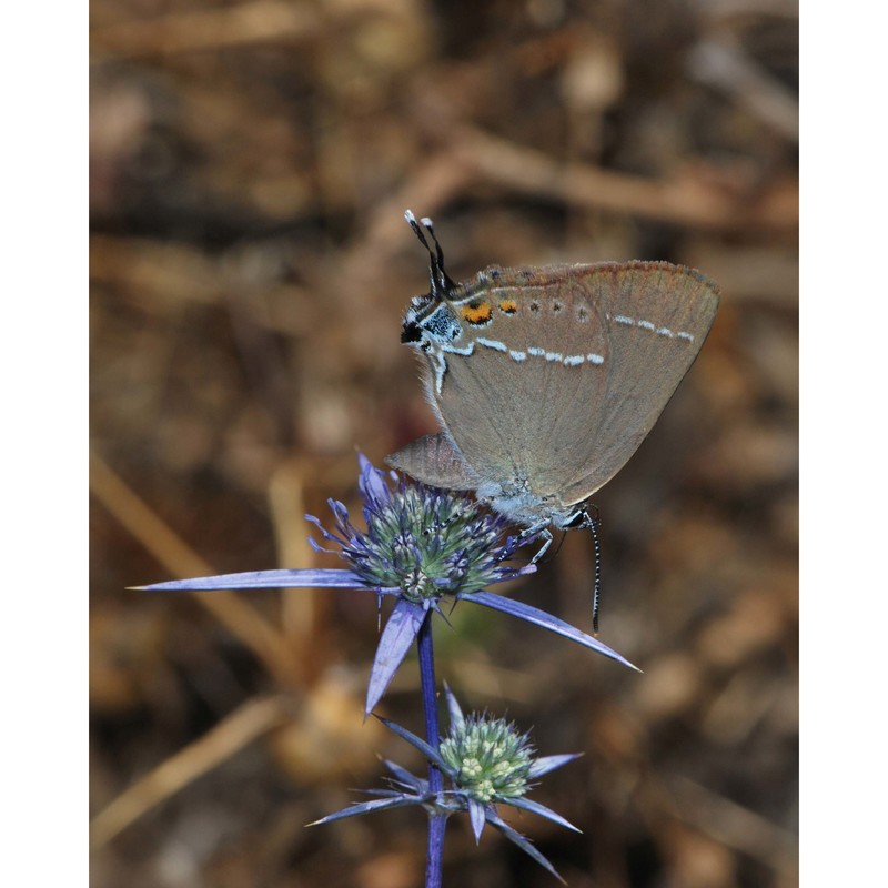 eryngium creticum lam.