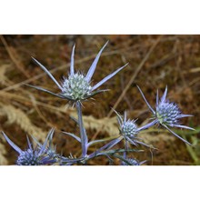 eryngium crinitum c. presl