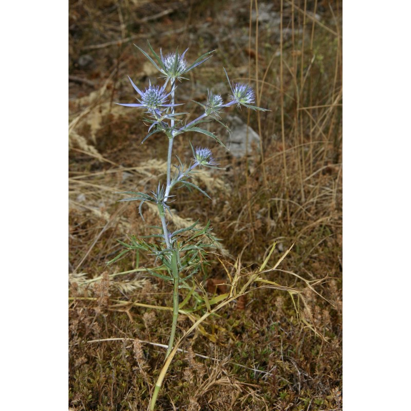 eryngium crinitum c. presl