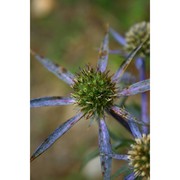 eryngium crinitum c. presl