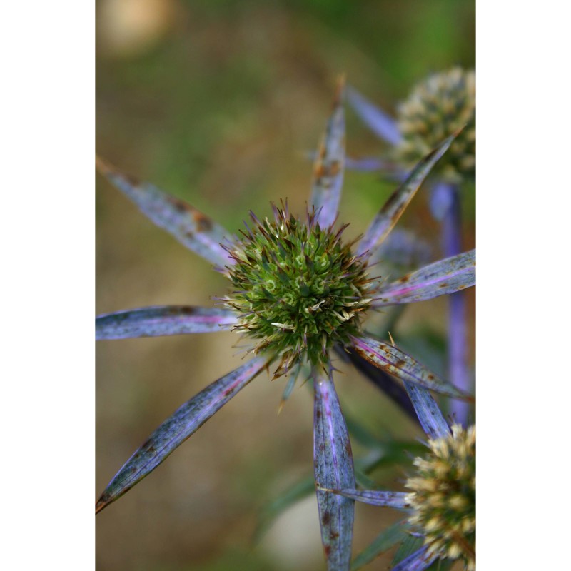 eryngium crinitum c. presl