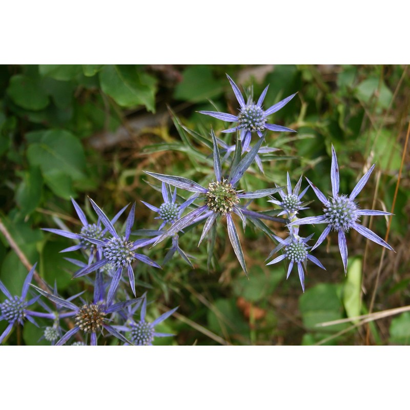 eryngium crinitum c. presl
